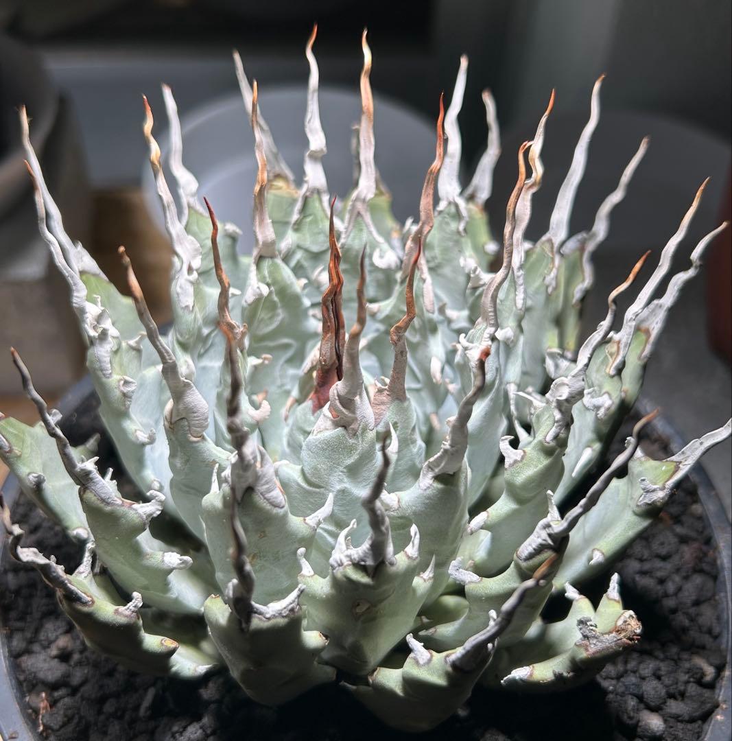 まかいきしアガベutahensis eborispina陽炎 白刺