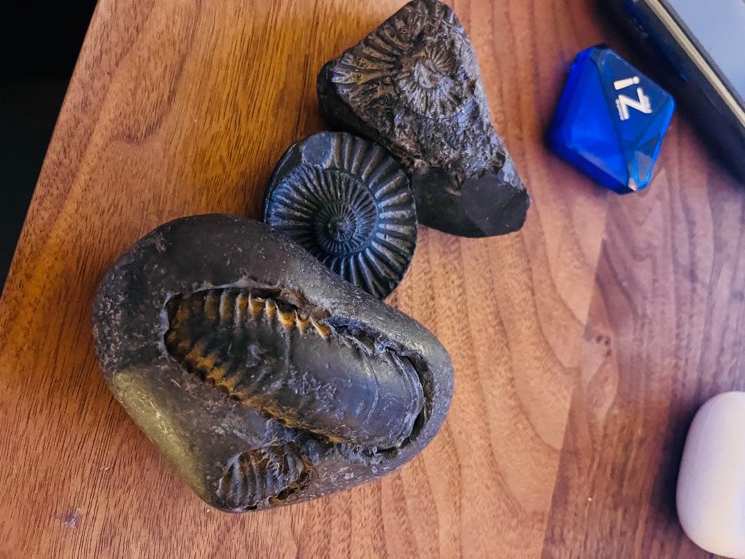 ヒマラヤ シャリグラム 三葉虫とアンモナイトの化石