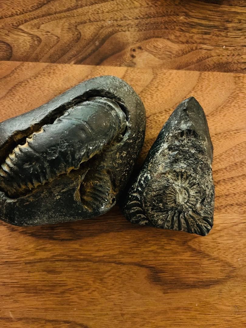 ヒマラヤ シャリグラム 三葉虫とアンモナイトの化石