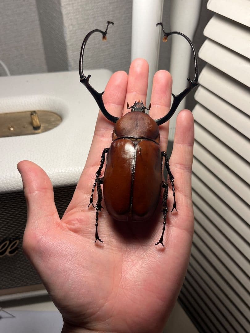 【超特大】セラムドウナガテナガコガネ テナガカミキリ昆虫標本 甲虫 タランチュラ