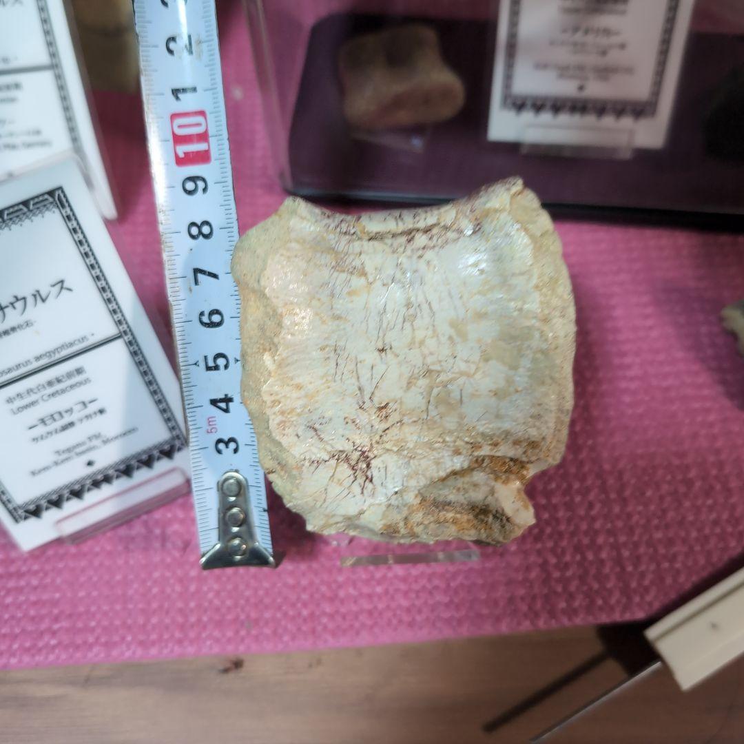 本物　スピノサウルス　骨化石　ラベル　台座付き