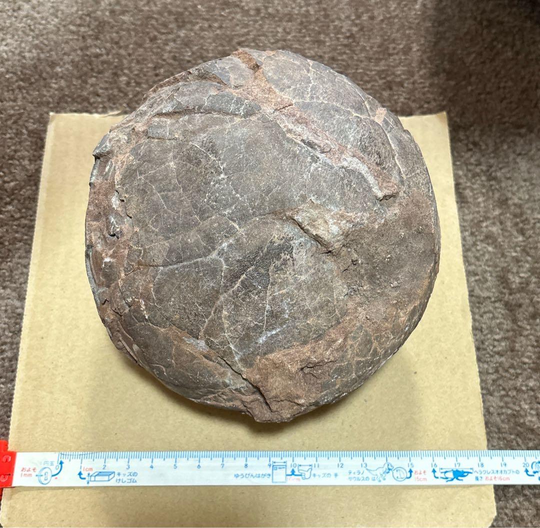 化石 恐竜 卵 ハドロサウルス 推定