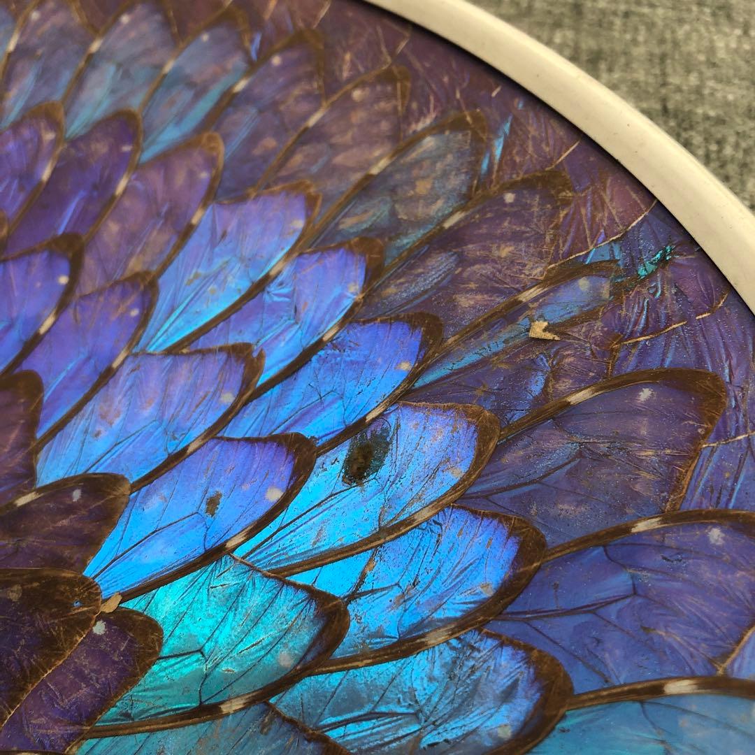 モルフォ蝶　飾り皿　標本　壁飾り　壁掛け