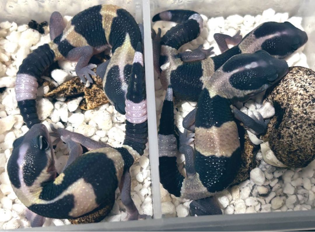 冷凍クロコL約1000匹1kg冷凍コオロギ