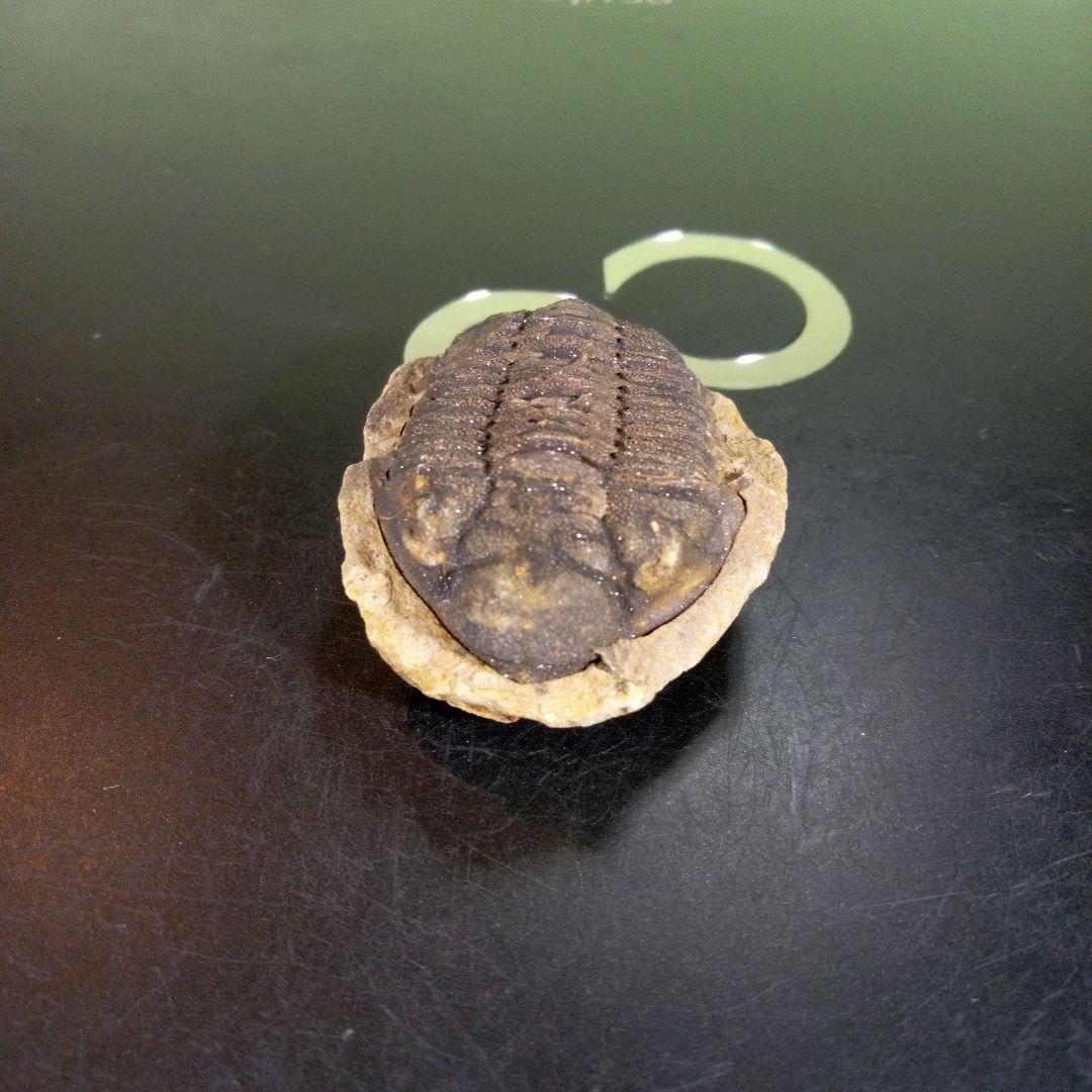 三葉虫　化石　fossil　ボリビア産　trilobite　ノジュール判別④