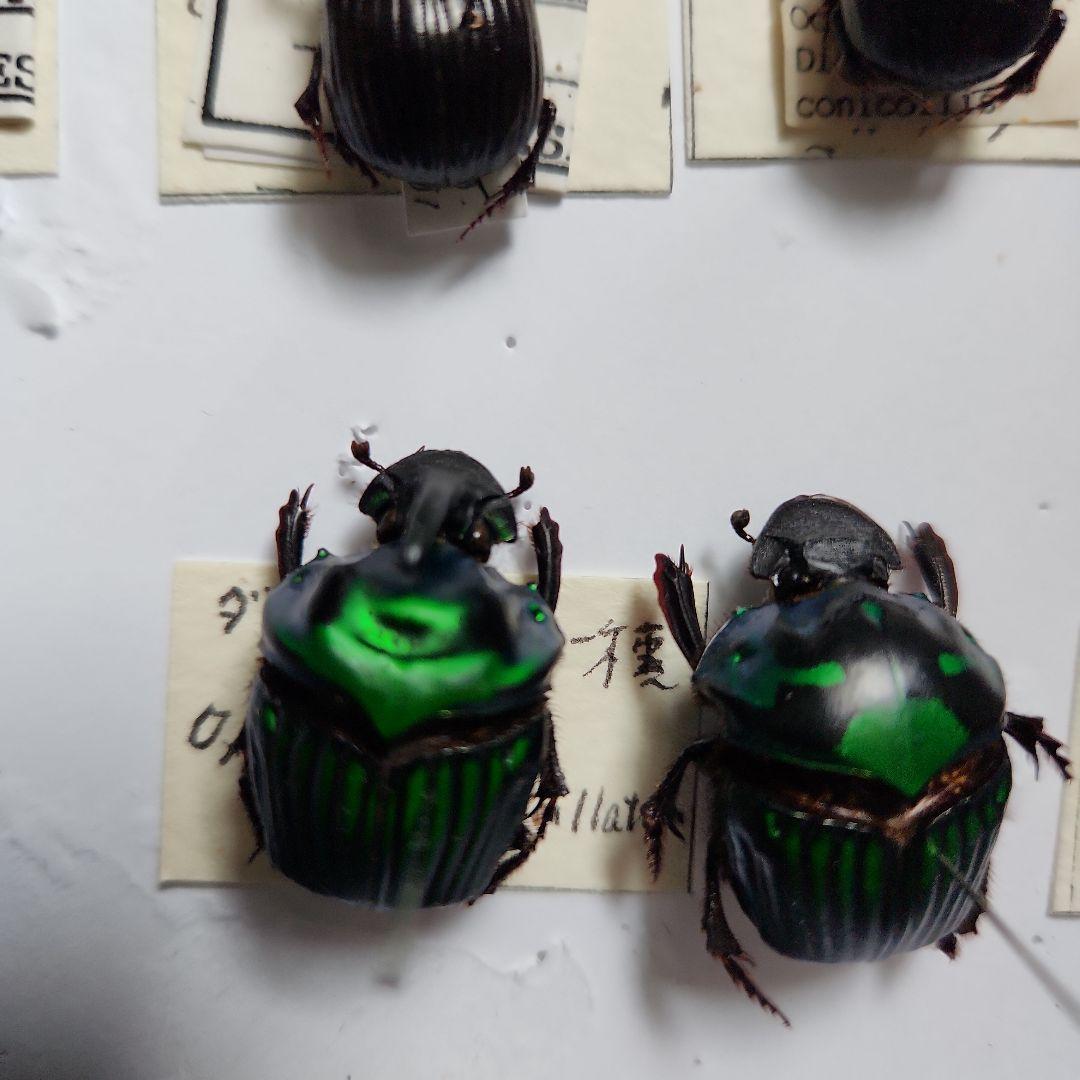 昆虫標本(ダイコク、オオダイコク)海外