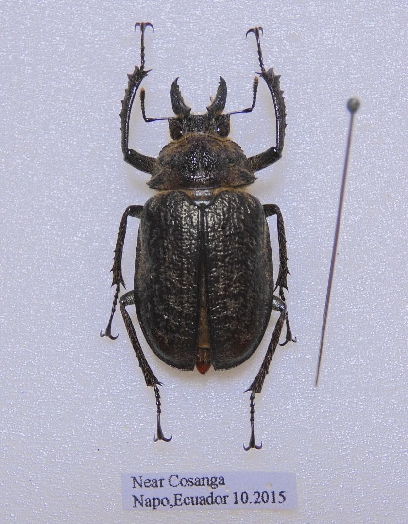 エクアドル産 コルベイシワバネクワガタ 31mm