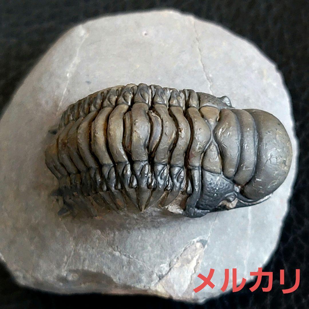 超美麗！三葉虫【Crotalocephalus gibbus】 化石  モロッコ