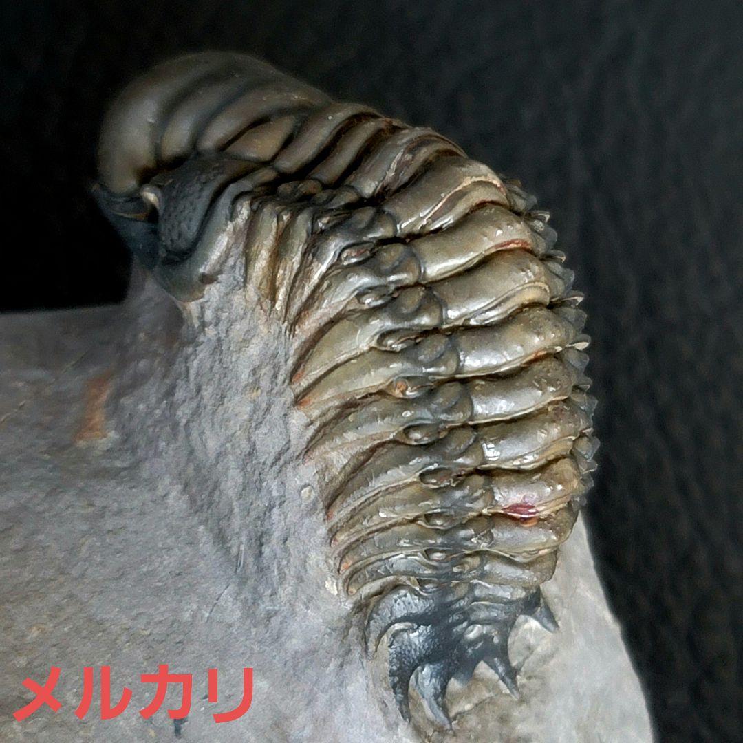 超美麗！三葉虫【Crotalocephalus gibbus】 化石  モロッコ