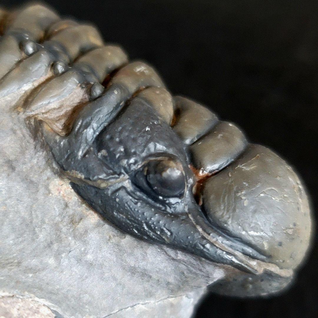 超美麗！三葉虫【Crotalocephalus gibbus】 化石  モロッコ