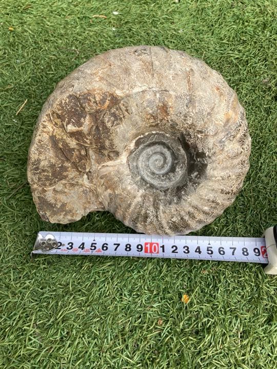 北海道産アンモナイト(中川地方産)１８センチ