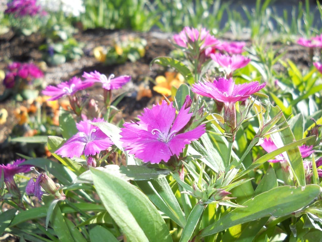 実写美⭕️【動作確認済】Nikon COOLPIX L21 デジカメ　シルバー