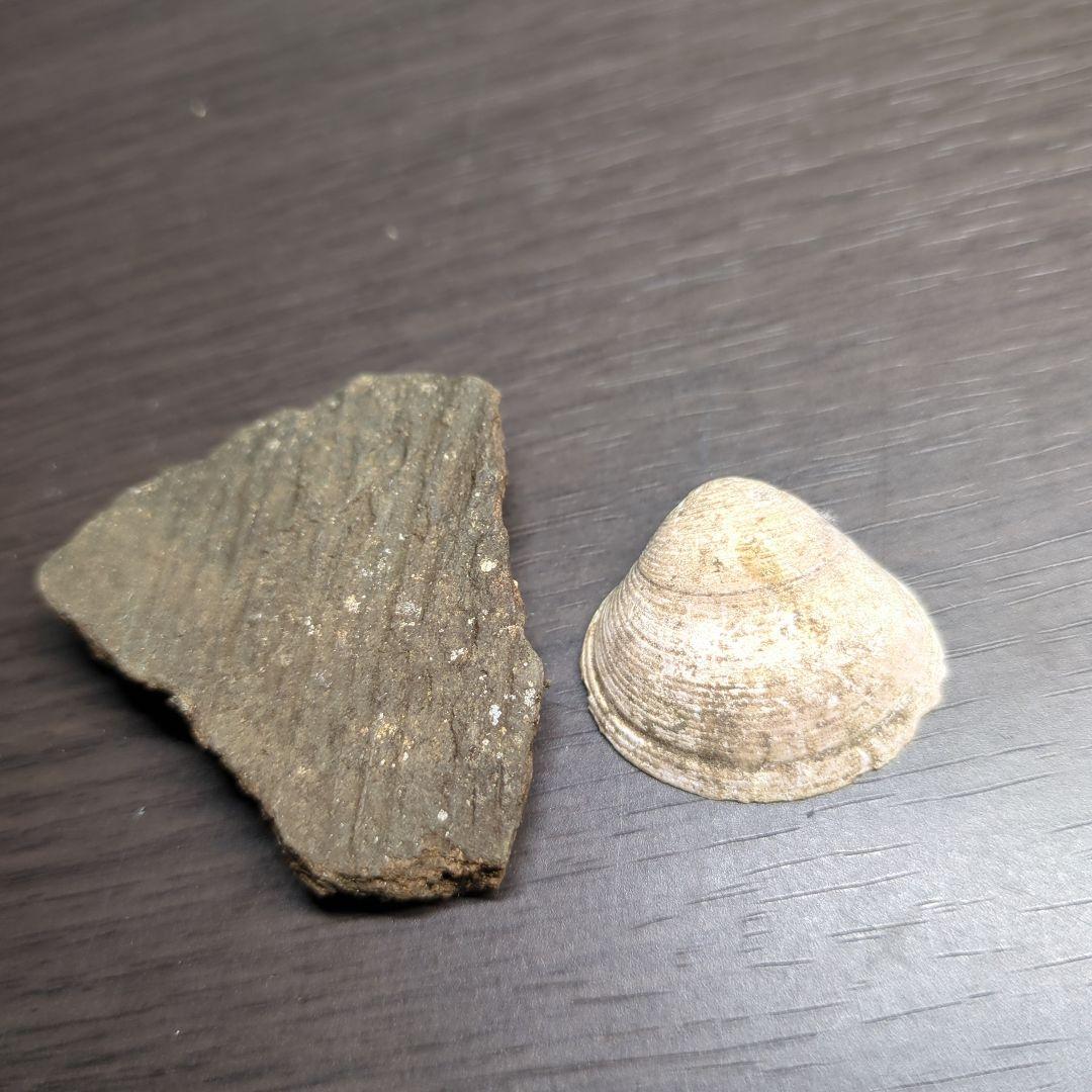 縄文土器と貝塚の貝