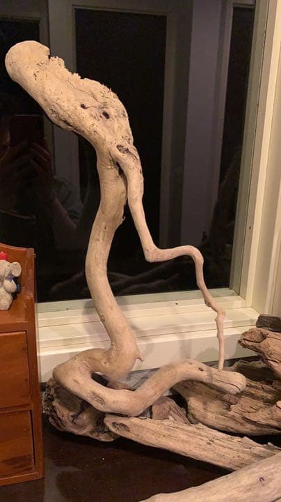 自然美流木龍+蛇