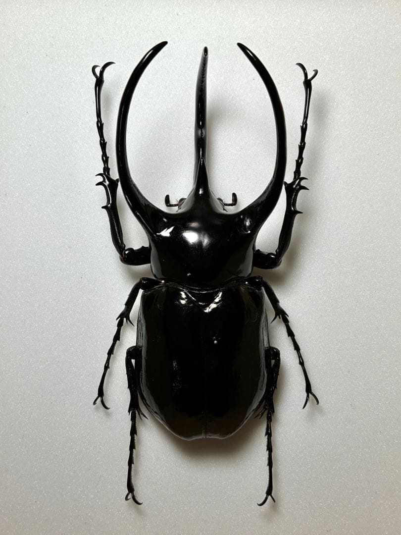 野外品 大型スマトラコーカサス　119mm 昆虫標本