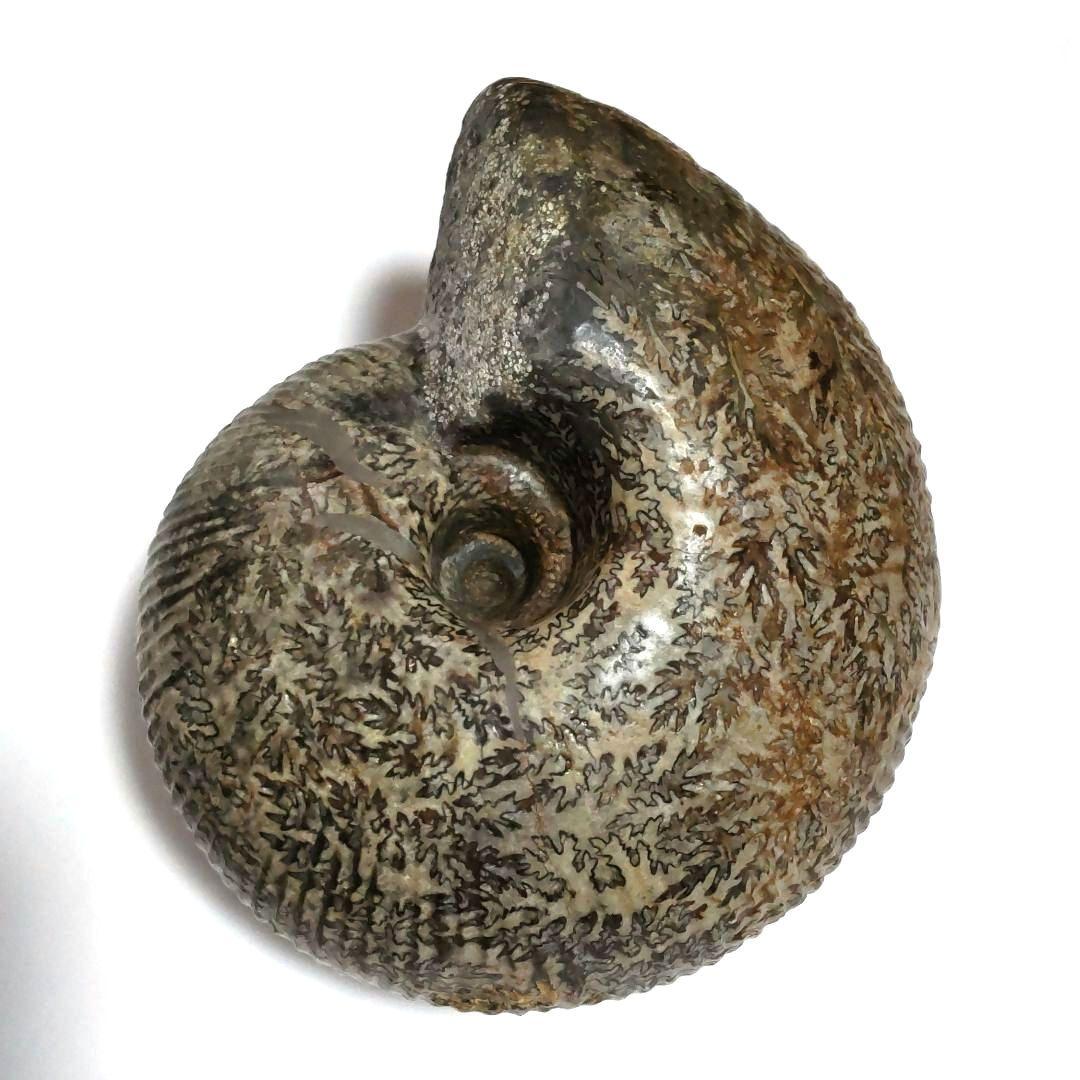 大型アンモナイト化石　シダ模様美品　約14cmの大型