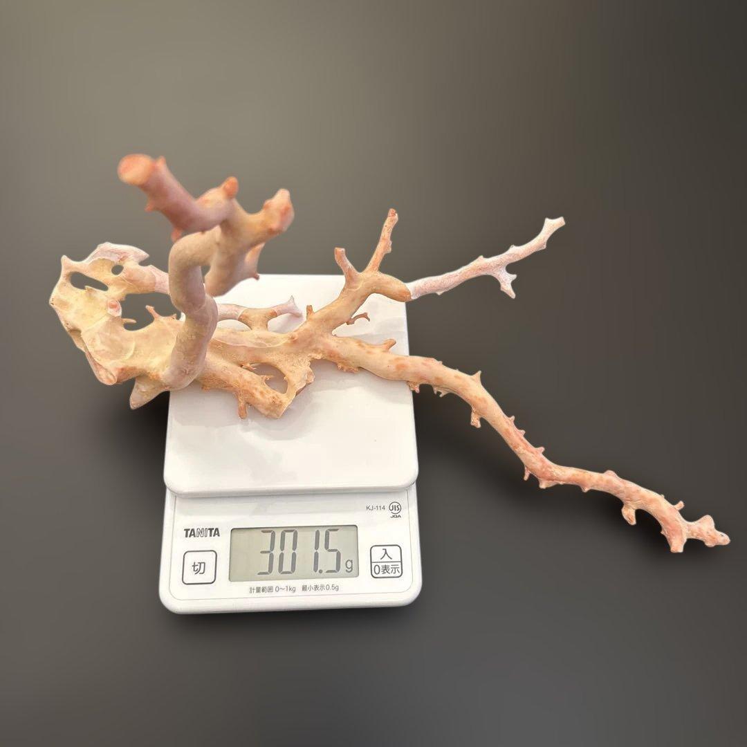 珊瑚　原木　桃色　コーラルピンク系