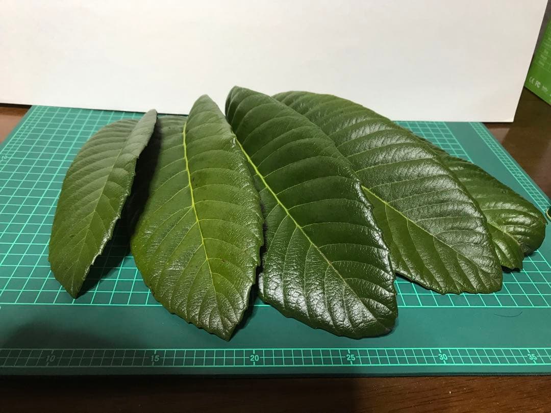 未使用のびわの葉温灸セットと新鮮なびわの葉10枚