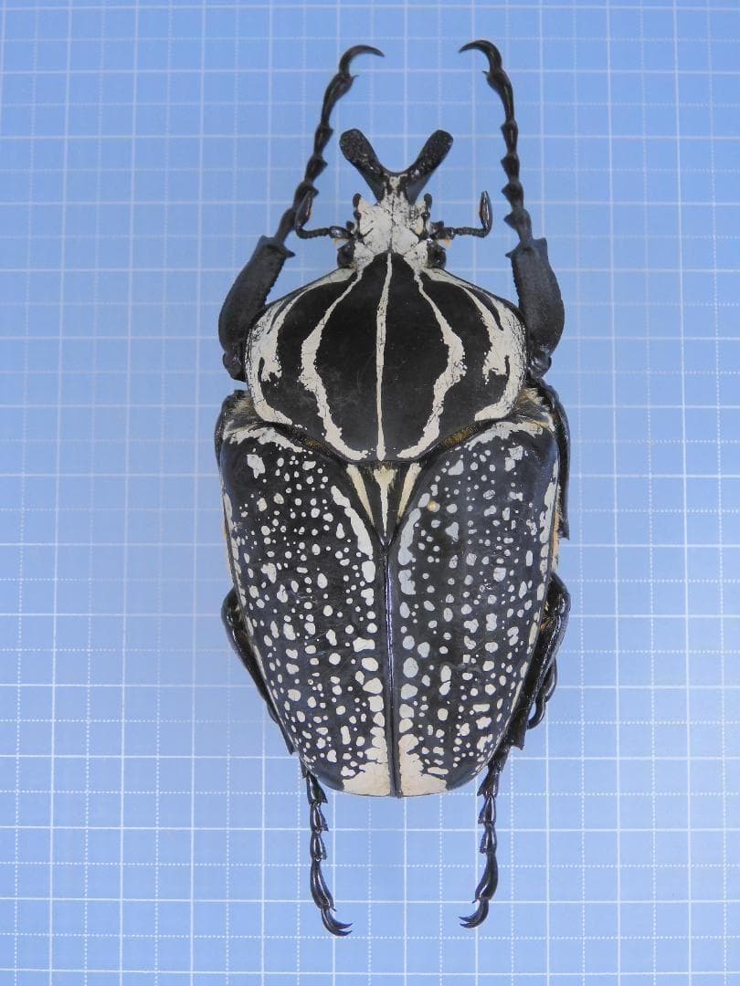 標本 Congo Goliathus orientalis 88mm black