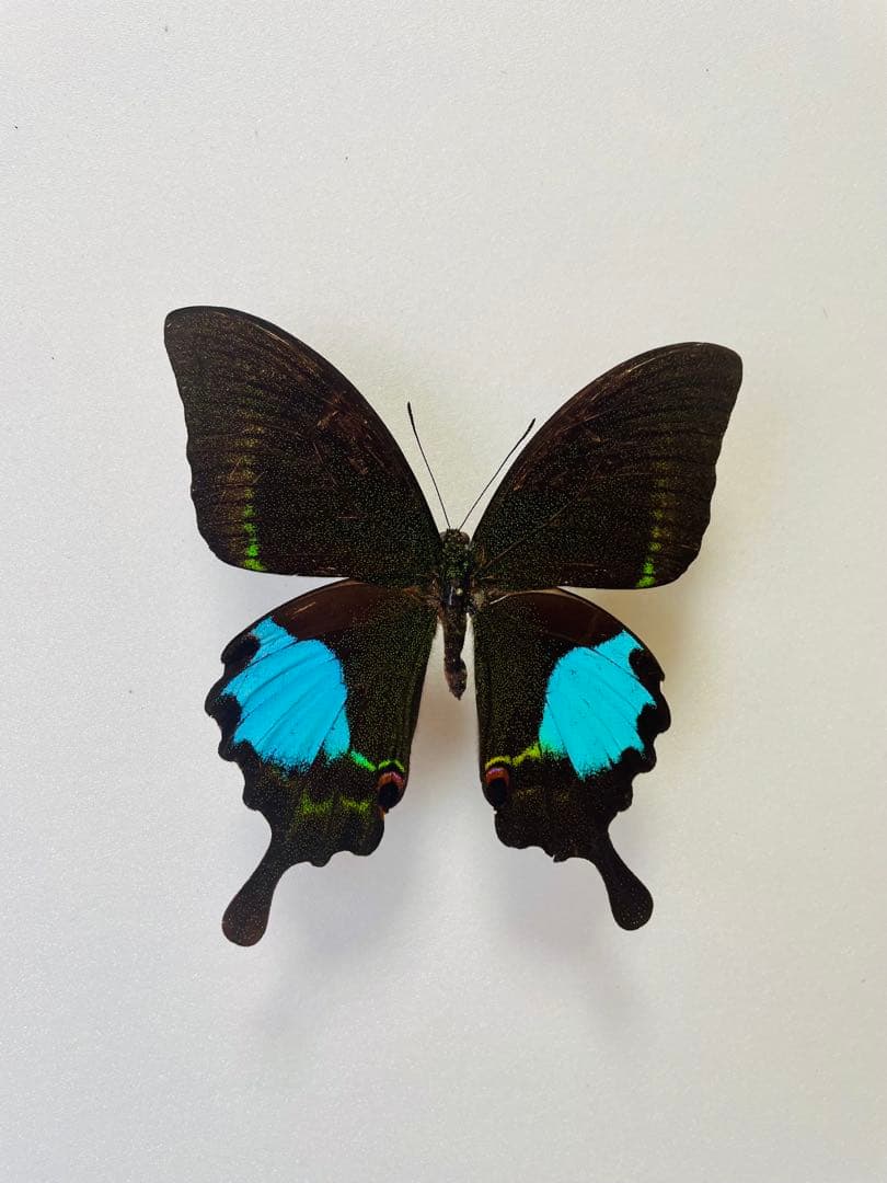 タミラナルリモンアゲハ（オス、インド・ニルギリ産）