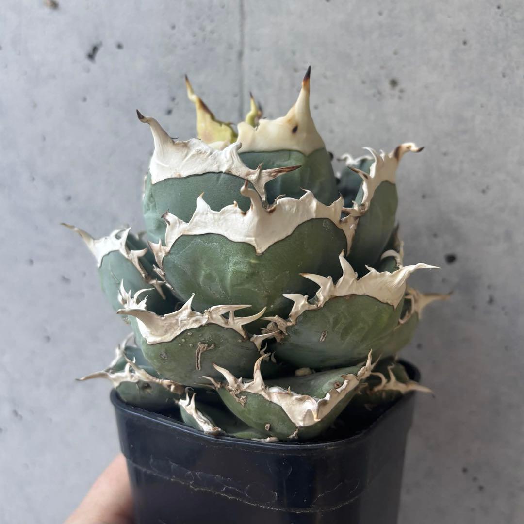 アガベ　オテロイ　実生　選抜株