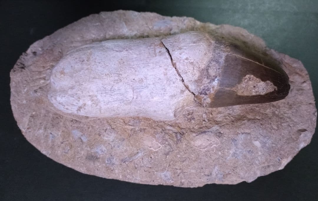 【特大プログナソドン】モササウルスの歯14cmオーバー1.8kg歯根岩盤付