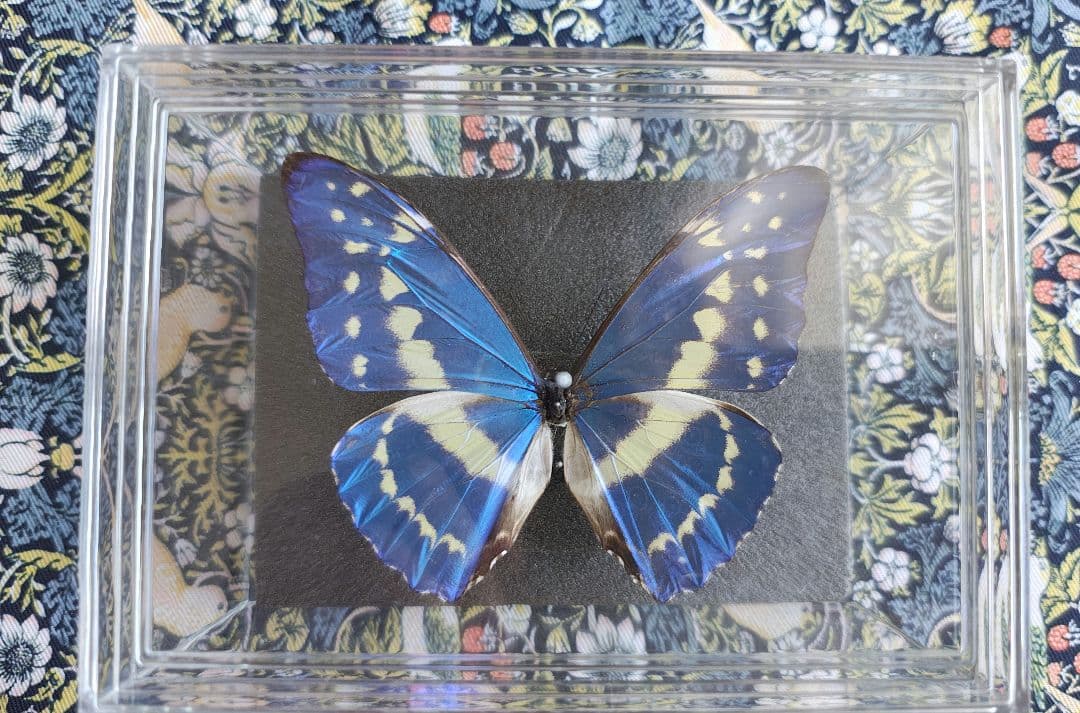 キプリスモルフォ　標本　千葉県直接引き取り限定