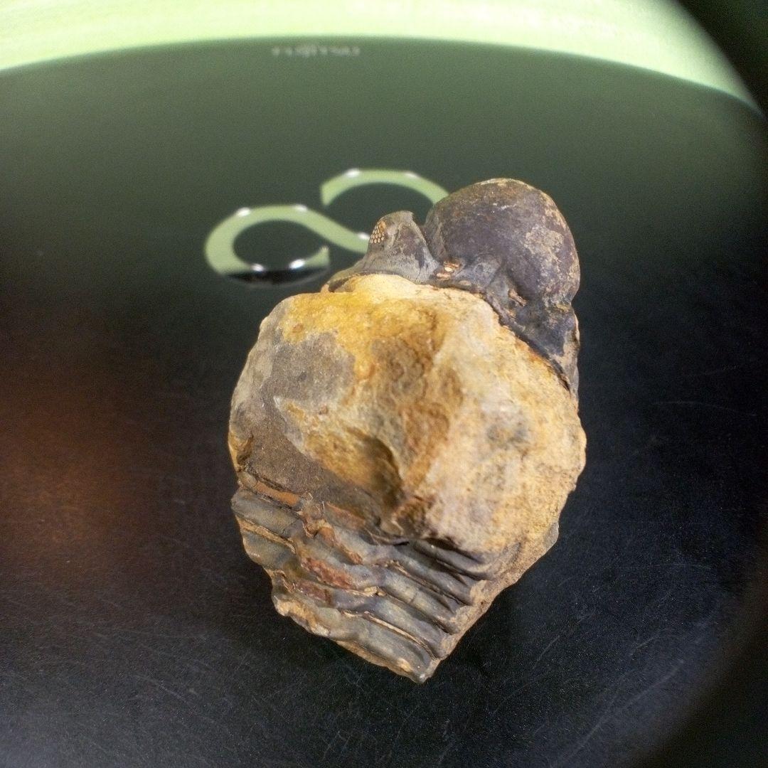 三葉虫　化石　fossil　ボリビア　trilobite　海生動物　三葉虫識別①