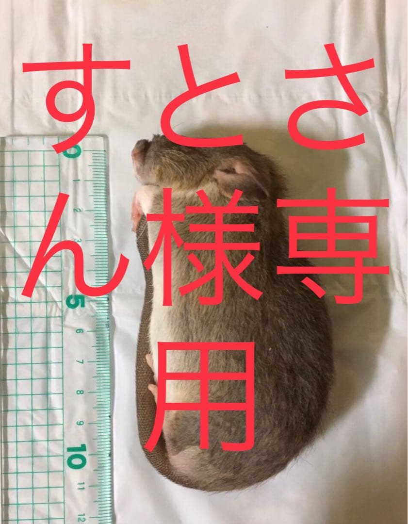 爬虫類・両生類のエサ PS200 PM100