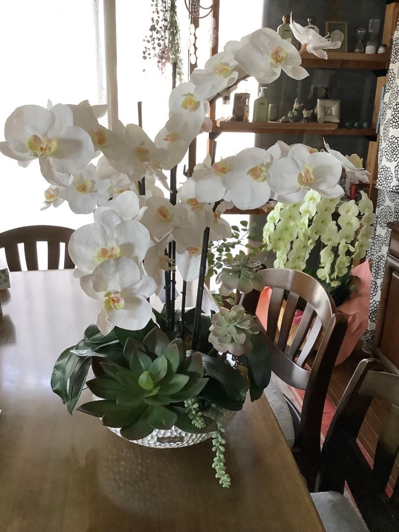 エミリオロバ　胡蝶蘭と多肉　専用です