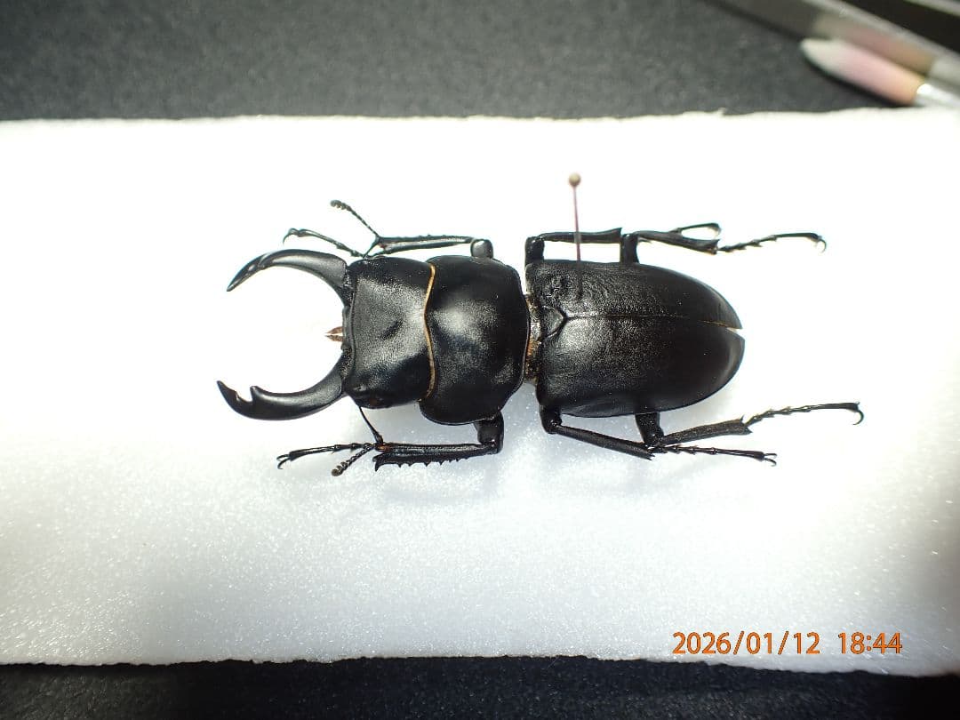 だ*お様 特大!!　54.1㎜　ヒメオオクワガタ