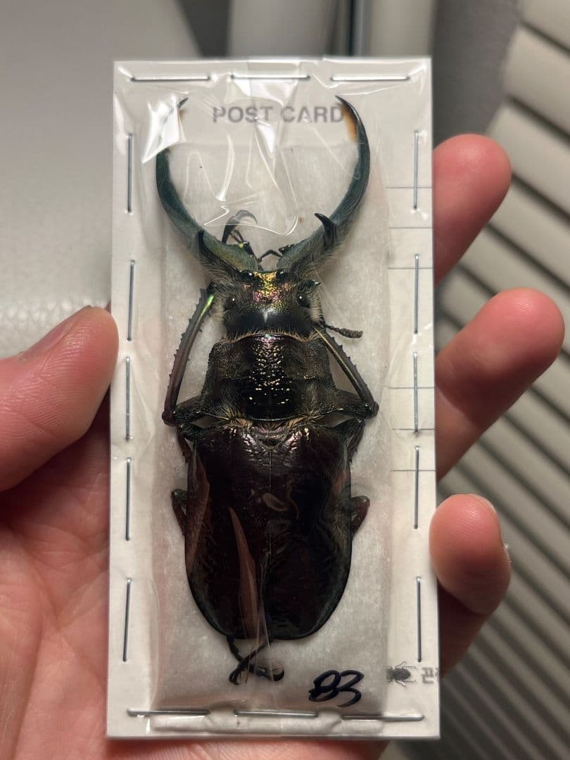 【未展足83mm】ギガンテウスシワバネクワガタ 昆虫標本 ニジイロクワガタ