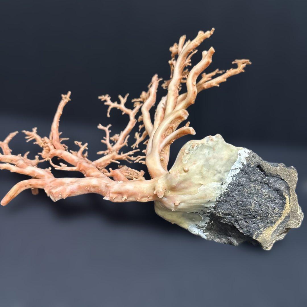 高知県産天然桃色珊瑚873グラム特大サイズ