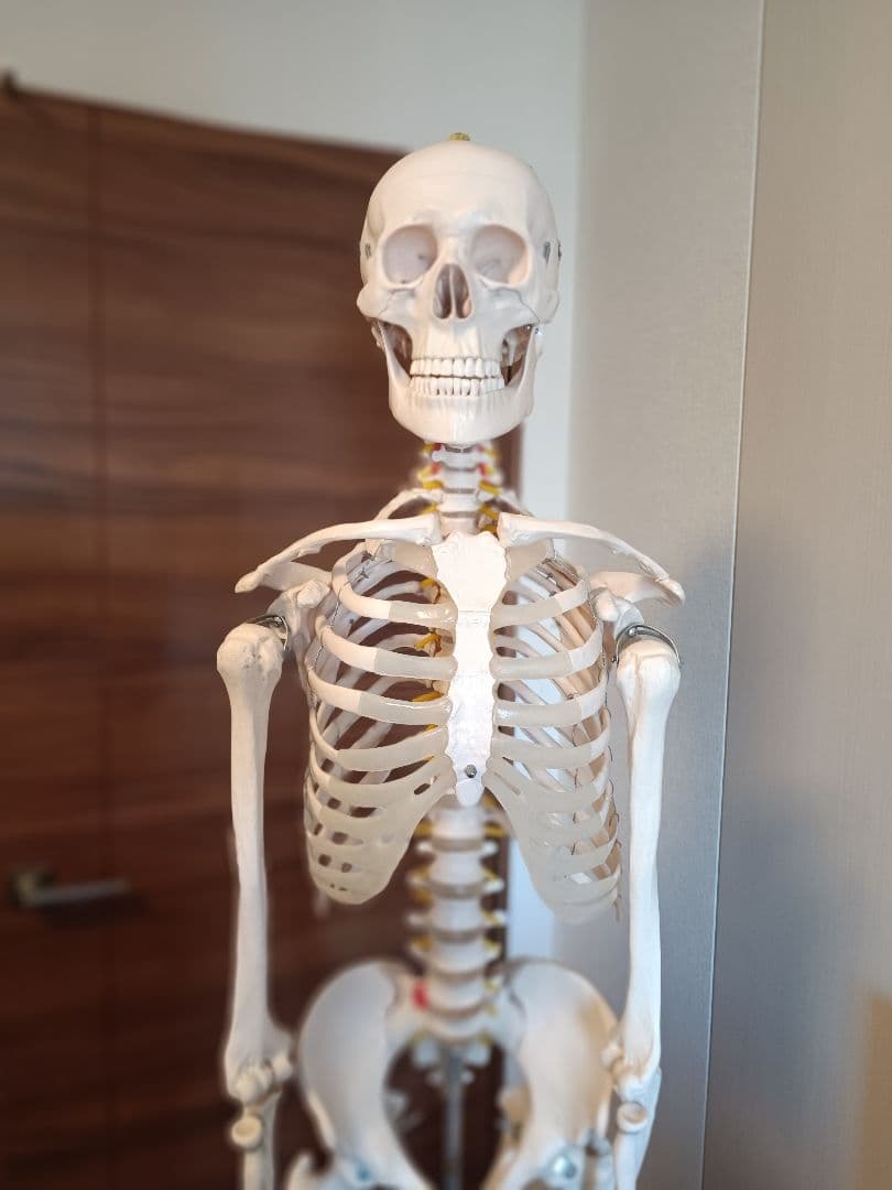 170cm 人体模型 可動関節 等身大 骨格模型 キャスター付 神経根付
