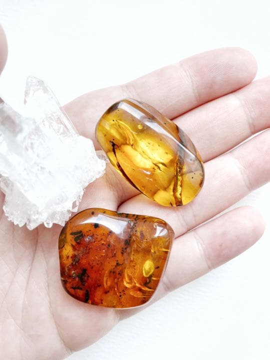 大粒　虫入り天然琥珀　植物片　化石　恐竜　夏休み　自由研究