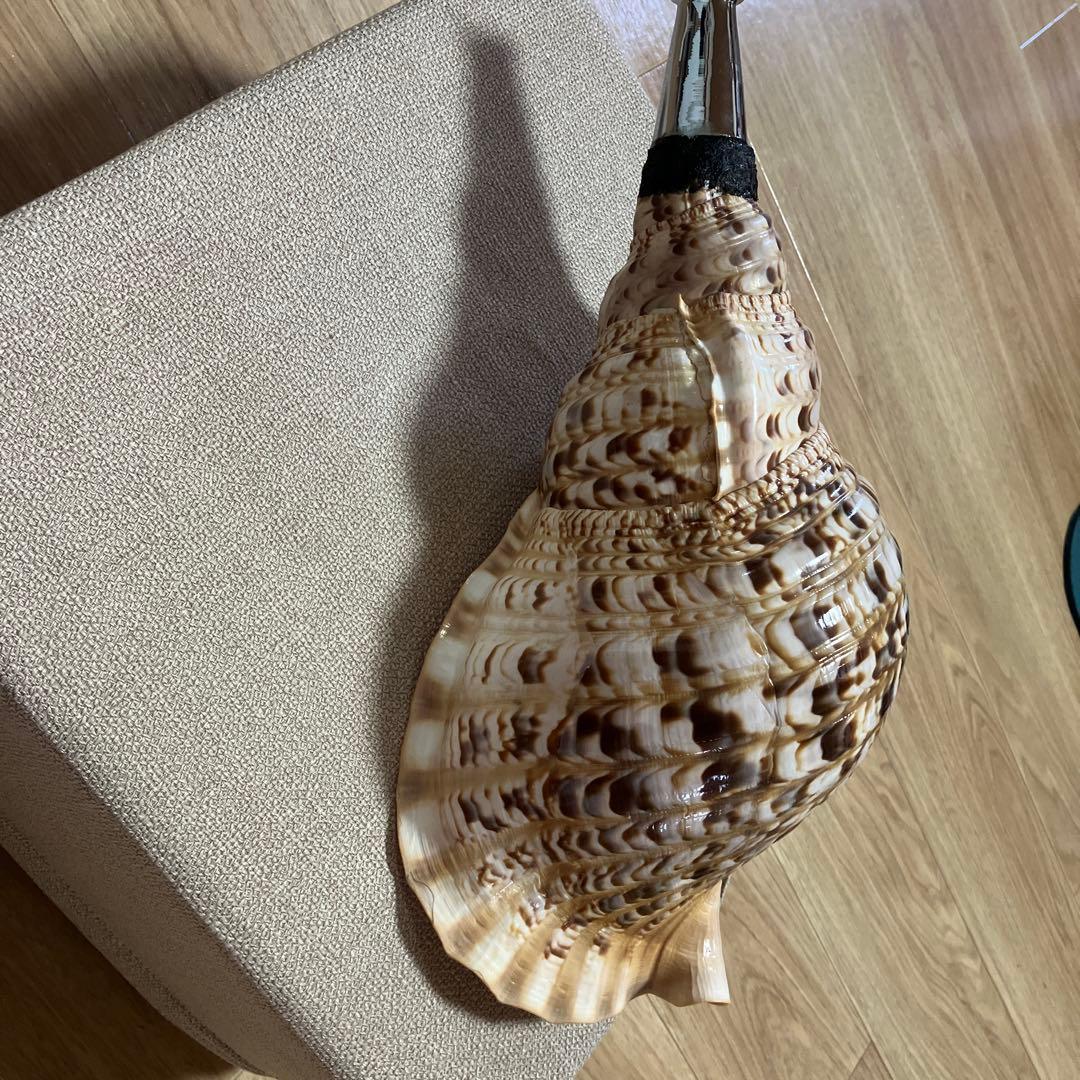 法螺貝