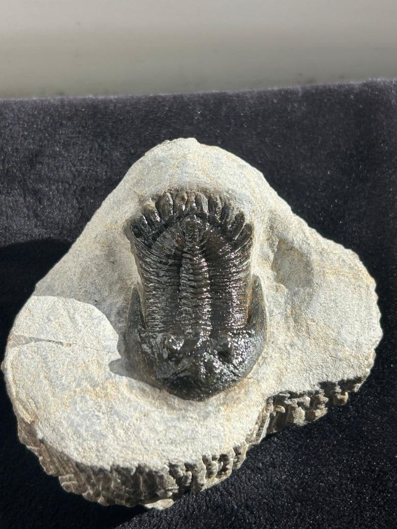 三葉虫モロッコ産⑥ホラルドプスHollardops？化石デボン紀修復跡有り