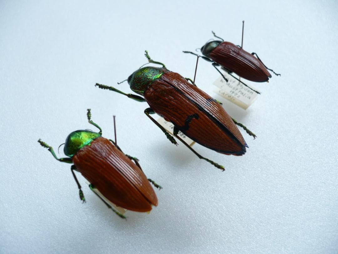 O*ん様 オーストラリアの ムカシタマムシ 3種セット