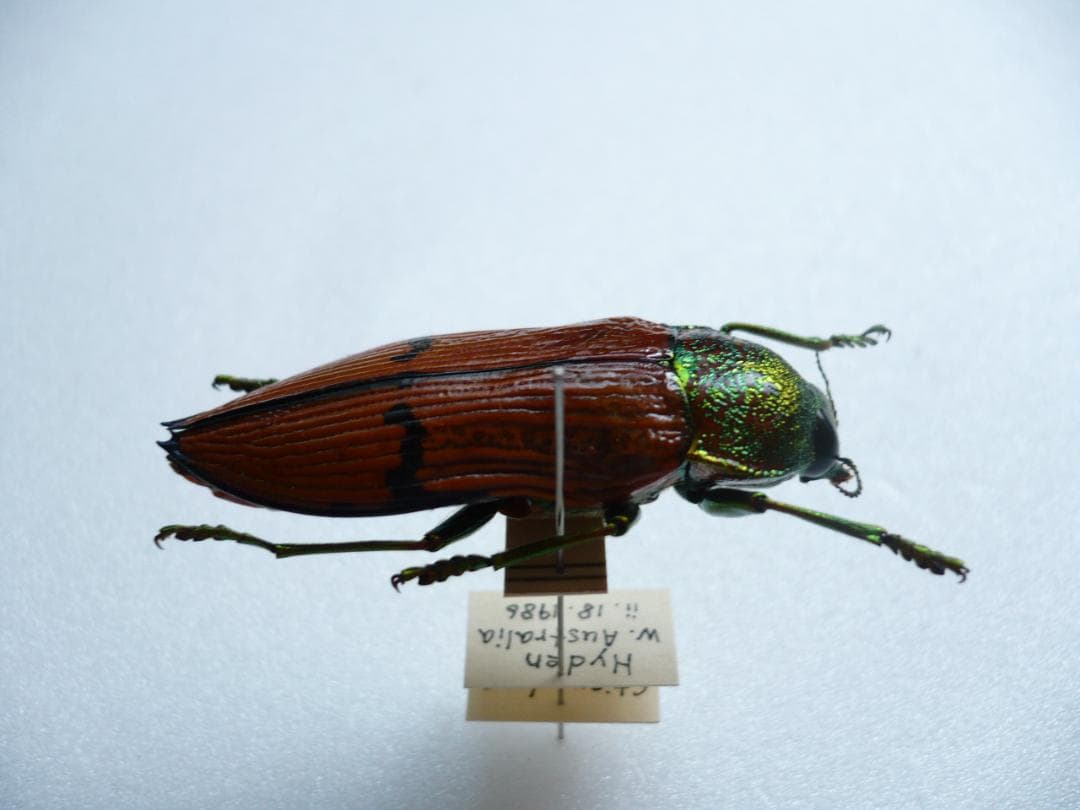 O*ん様 オーストラリアの ムカシタマムシ 3種セット