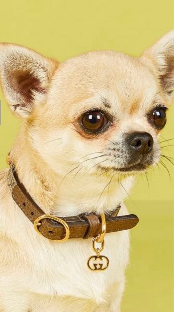 ⭐️GUCCI （グッチ）　エクストラスモールペットカラー　GG柄　首輪