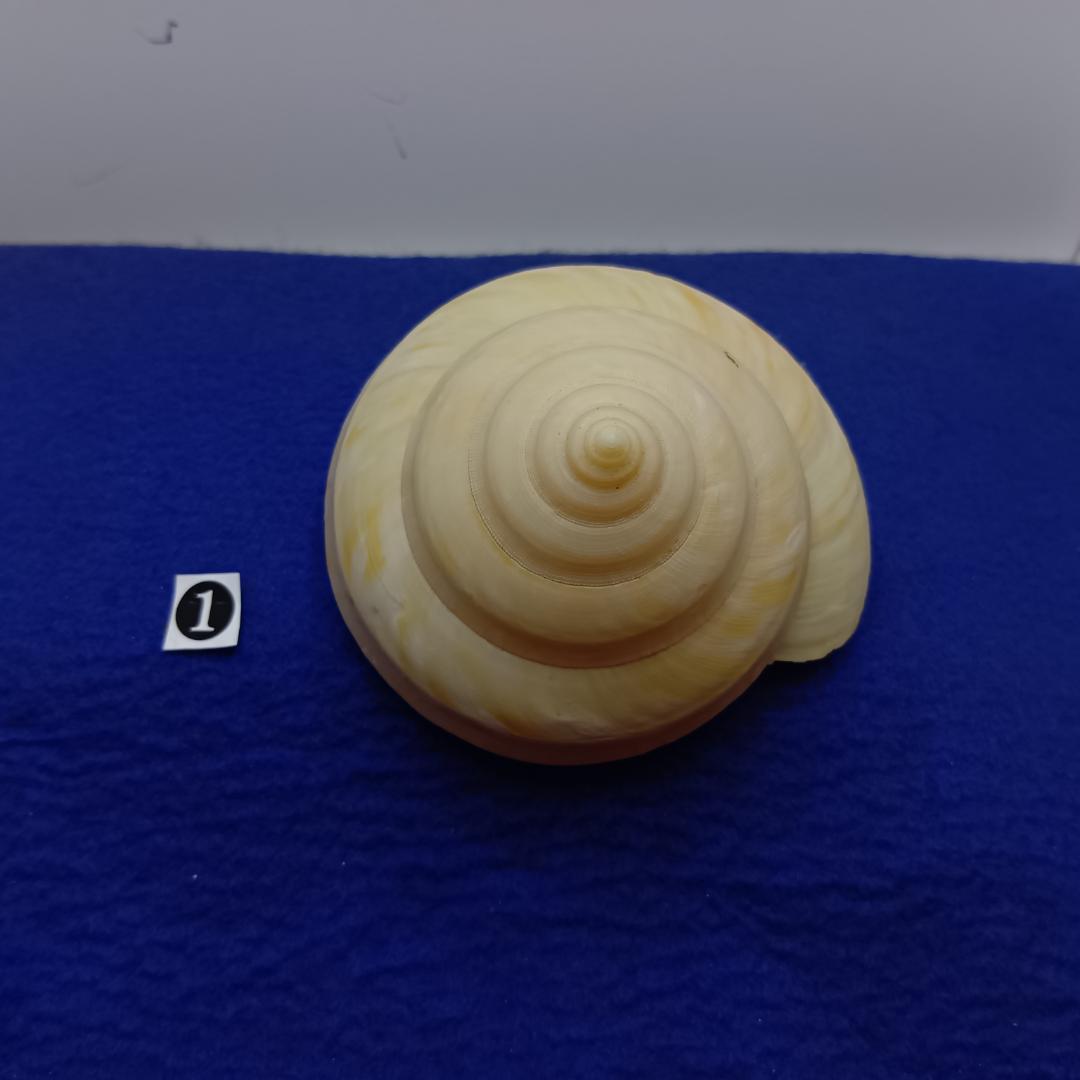 ❶-1貝標本ミナミノオキナエビス（蓋付）