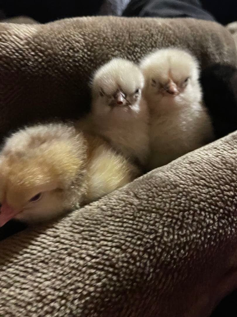 【受付用】結び卵　放し飼い有精卵　終生飼育