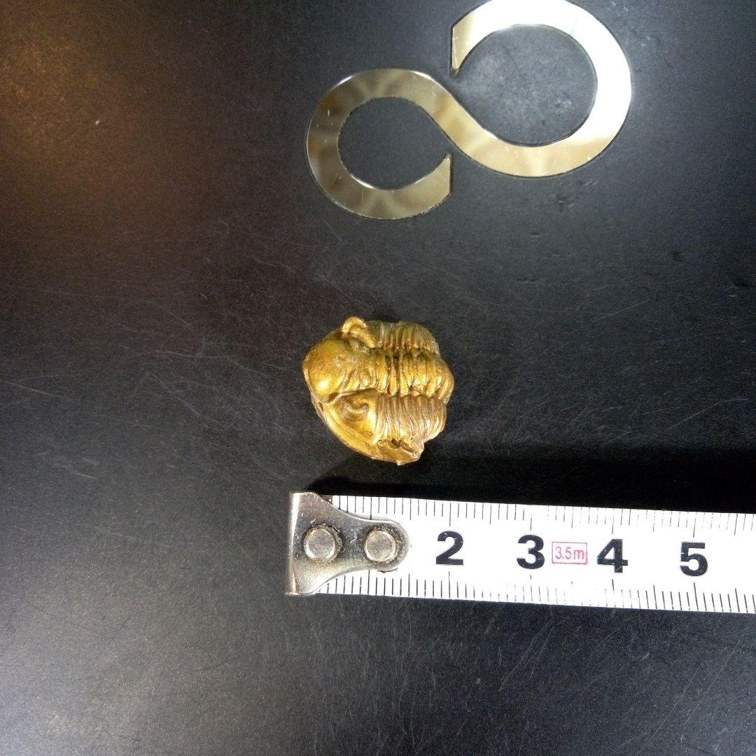 三葉虫　化石　fossil　ボリビア産　trilobite　南アメリカ化石郡①