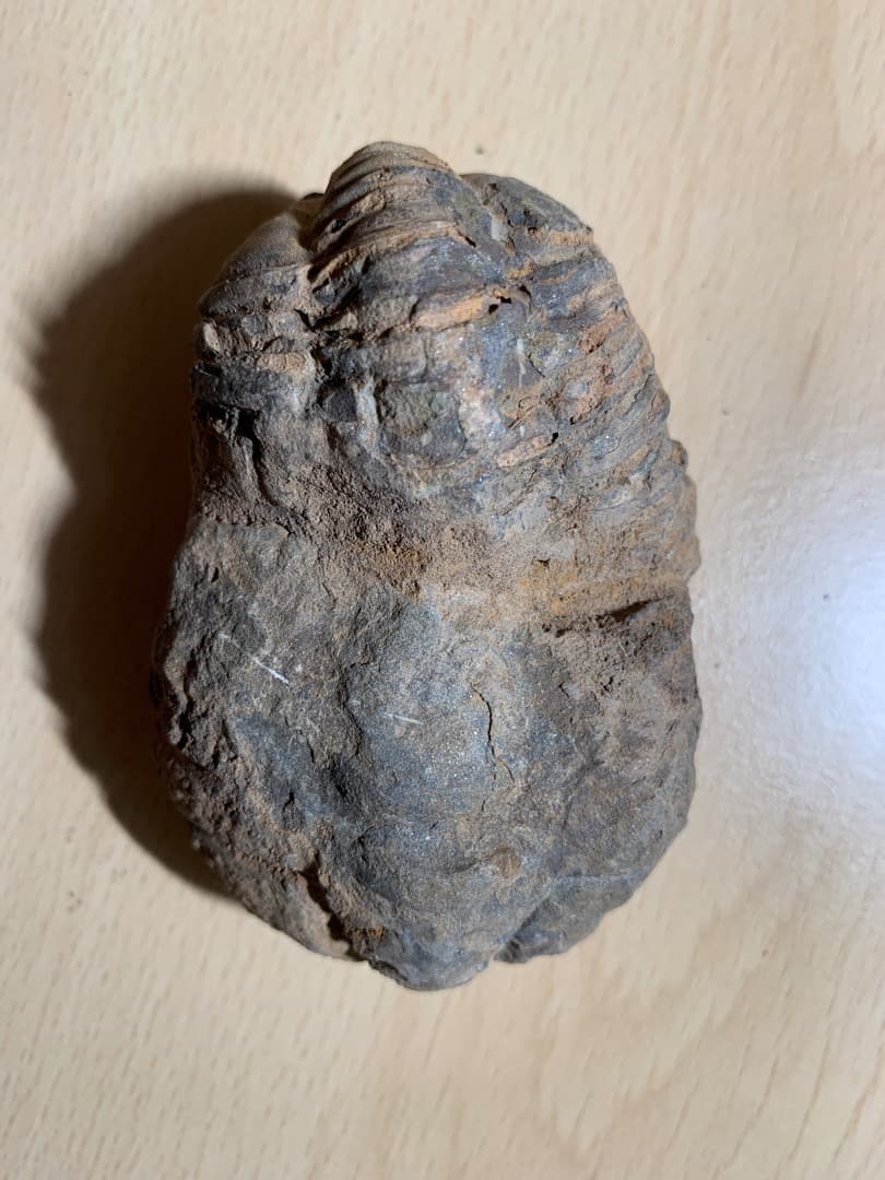 【希少】三葉虫の化石　大型（約8.5cm）