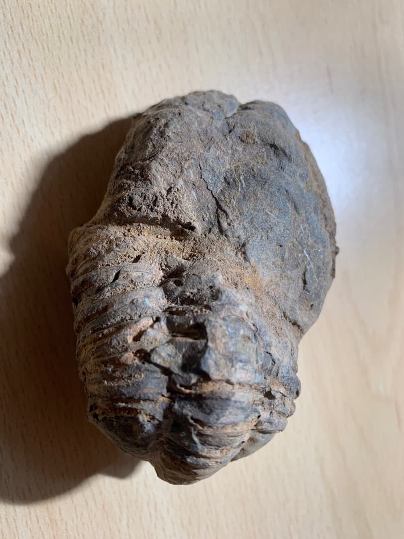 【希少】三葉虫の化石　大型（約8.5cm）