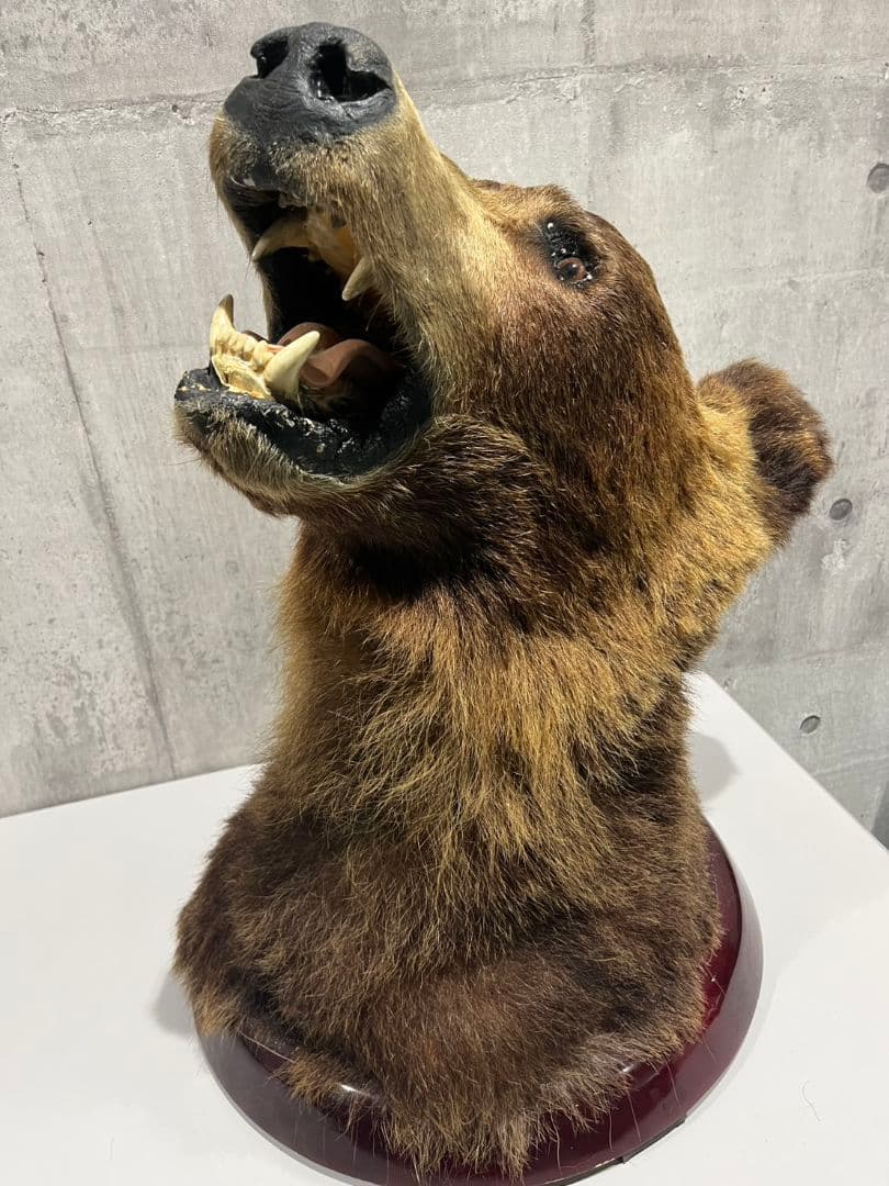 クマ　熊　ヒグマ　トロフィー　置物　剥製　大型