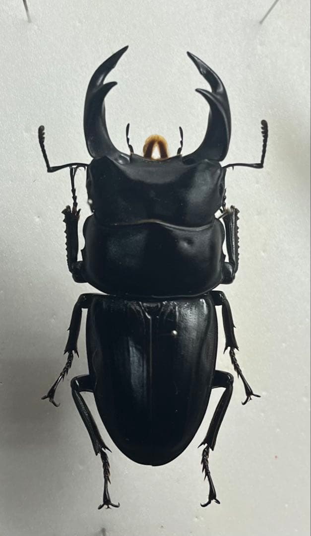 対馬産 オオクワガタ 約61ミリ 野外品