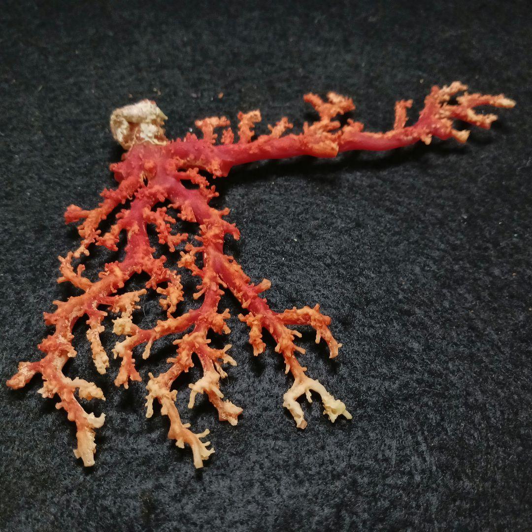 Y2678-2 国産赤珊瑚原木 血赤珊瑚 総重量49.8g 太軸