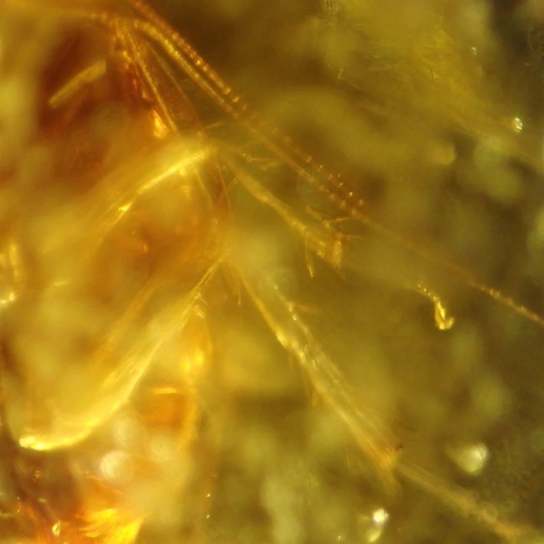 【オーストラリア産】ゴキブリ入り！天然琥珀(アンバー)