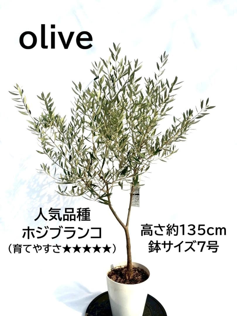 オリーブの木　ホジブランコ　7号　約135cm　NO.704　人気品種　現品掲載